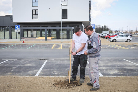 Obcina_hoce_slivnica_sajenje_lip marec2026_foto_pigac_si (39)